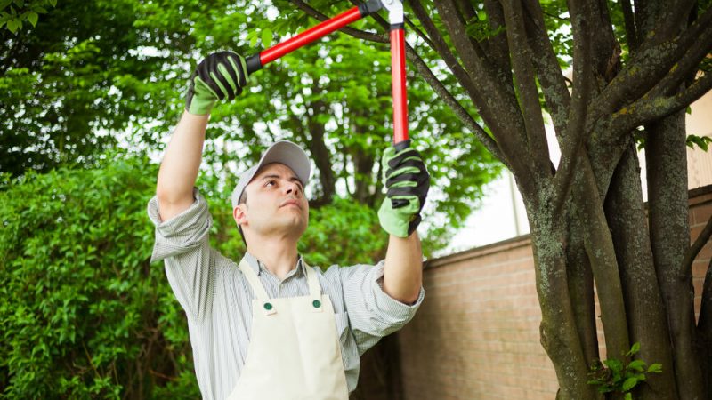 Professional Tree Services – Is It Worth The Expense?